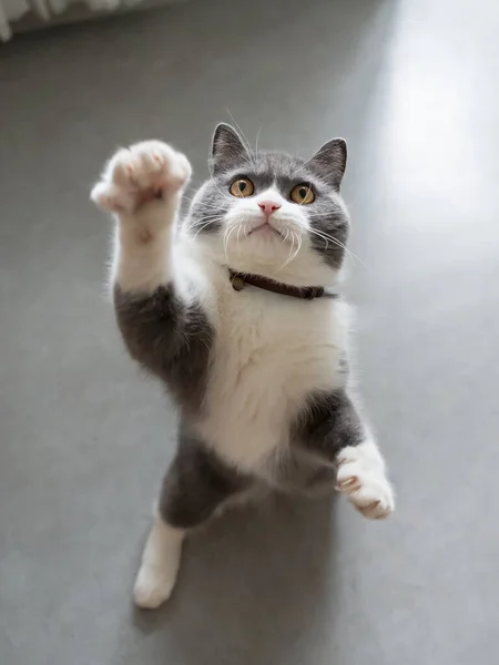 Bonito Britânico Shorthair Gato Tiro Casa — Fotografia de Stock