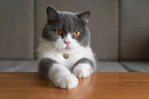 Британская Короткошерстная Кошка Лежит Столе Двумя Лапами — стоковое фото