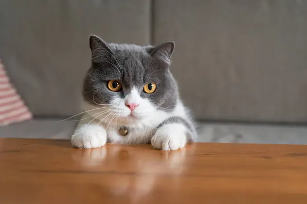 Британская Короткошерстная Кошка Лежит Столе Двумя Лапами — стоковое фото