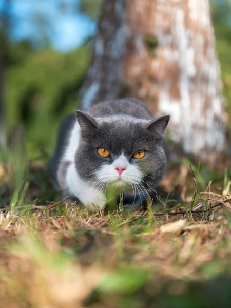 公園で草の上で遊んでいる英国の短髪猫 — ストック写真