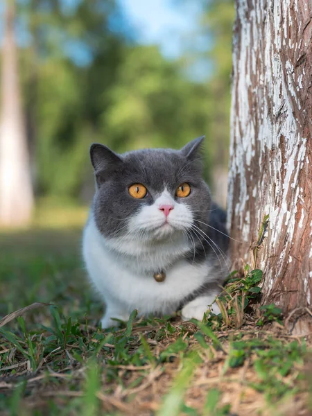 公園で草の上で遊んでいる英国の短髪猫 — ストック写真