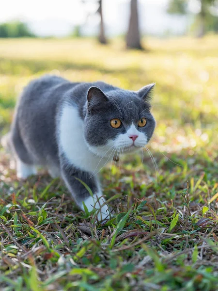 Britská Krátkosrstá Kočka Kráčející Trávě — Stock fotografie