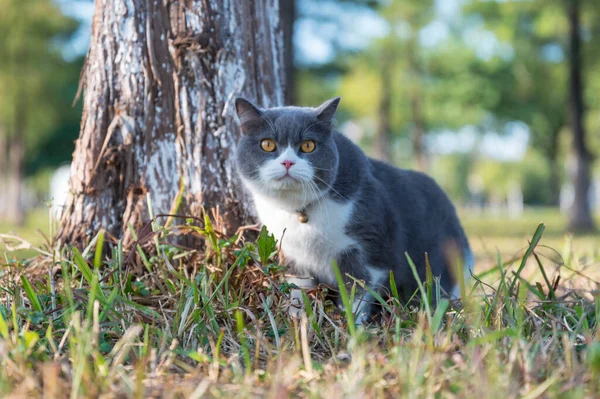 Brytyjski Krótkowzroczny Kot Bawiący Się Trawie Parku — Zdjęcie stockowe