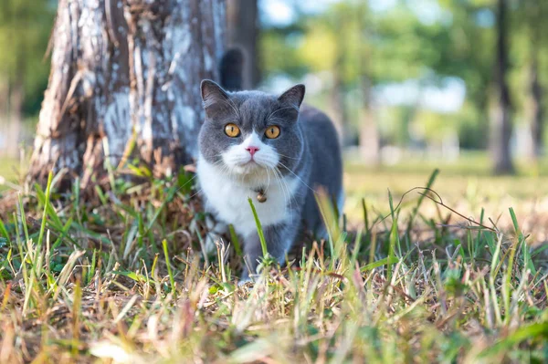 British Shorthair Cat Playing Grass Park — Stock Photo, Image