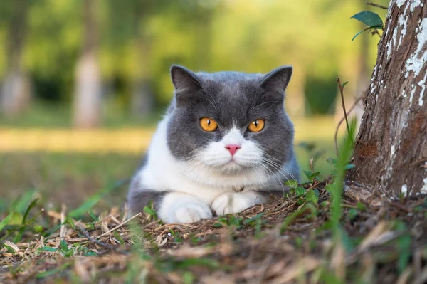 Βρετανική Γάτα Shorthair Παίζει Στο Γρασίδι Στο Πάρκο — Φωτογραφία Αρχείου
