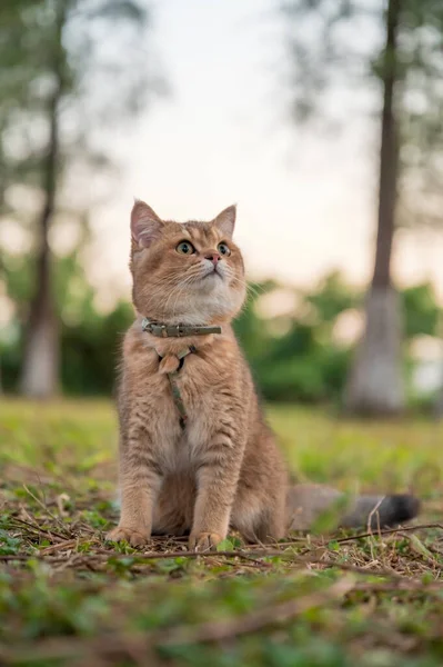 Gatinho Sentado Grama — Fotografia de Stock