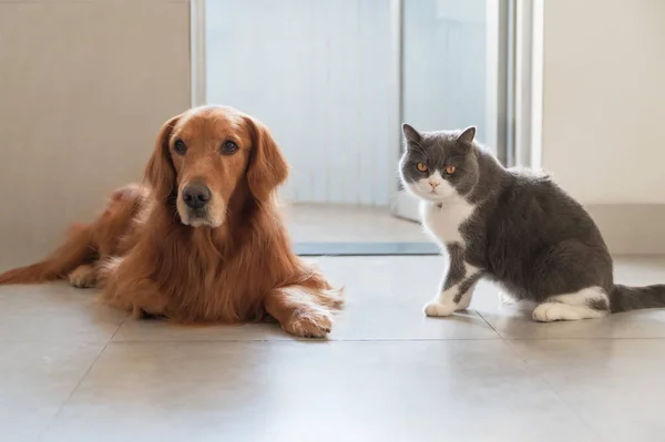 British Shorthair Golden Retriever Couchés Sur Sol — Photo