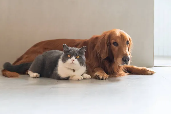 Britisch Kurzhaar Und Golden Retriever Liegen Auf Dem Boden — Stockfoto