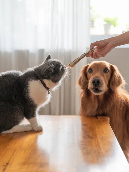 给猫带食物来 金毛猎犬在看 — 图库照片