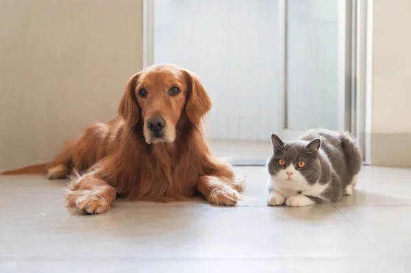 British Shorthair Golden Retriever Couchés Sur Sol — Photo