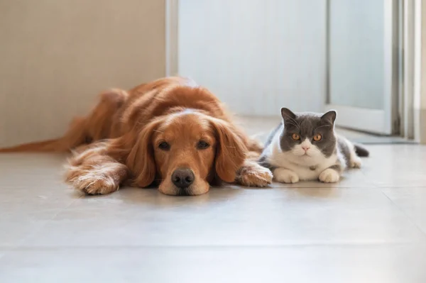 British Shorthair Golden Retriever Leżące Podłodze — Zdjęcie stockowe