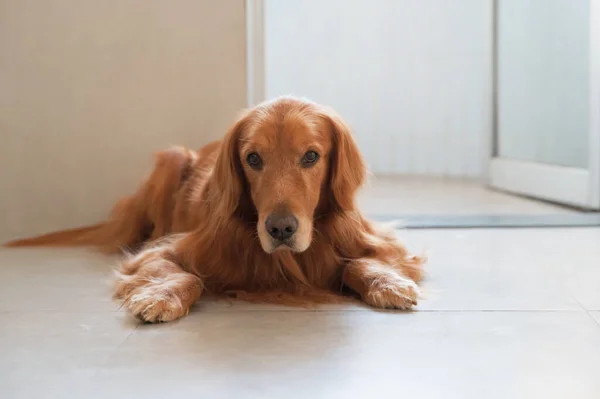 Golden Retriever Tendido Suelo — Foto de Stock