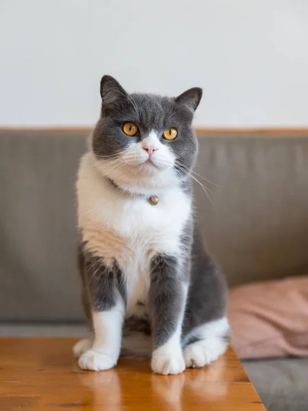 British Shorthair Assis Sur Table — Photo