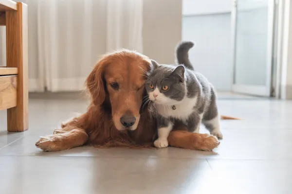 British Shorthair Golden Retriever Liggen Grond — Stockfoto