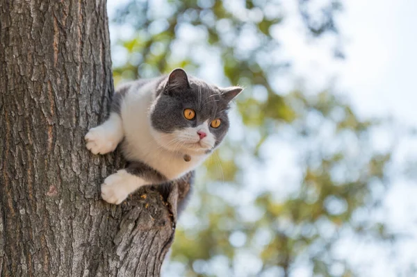 英国短毛猫爬上树上的树 — 图库照片