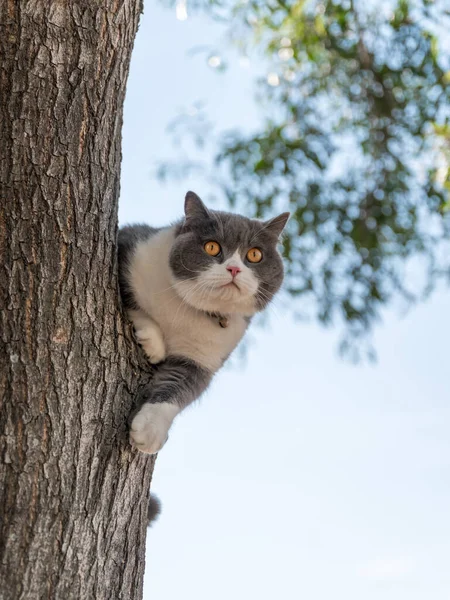 Βρετανική Γάτα Shorthair Αναρρίχηση Δέντρο Στο Δέντρο — Φωτογραφία Αρχείου