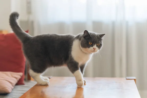 Niedliche Britisch Kurzhaar Katze Drinnen Erschossen — Stockfoto