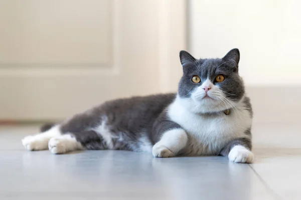 Roztomilý Britský Krátkosrstý Kočka Vnitřní Výstřel — Stock fotografie