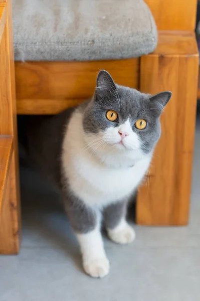 Niedliche Britisch Kurzhaar Katze Drinnen Erschossen — Stockfoto