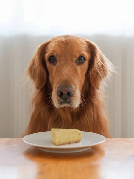 Golden Retriever Und Ein Stück Kuchen Auf Einem Teller — Stockfoto