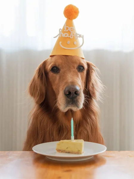 Golden Retriever Urodziny Ciasto — Zdjęcie stockowe