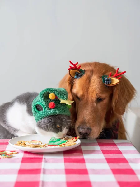 Golden Retriever Watching British Shorthair Cat Eating Biscuit