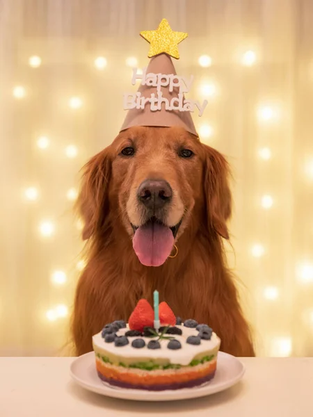 Golden Retriever Ciasto Świętują Urodziny — Zdjęcie stockowe