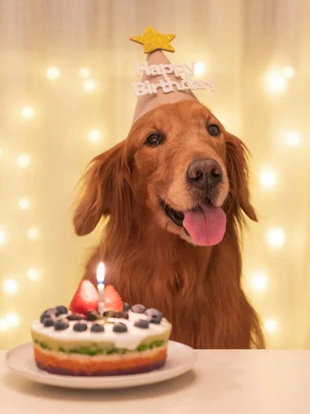 Golden Retriever Ciasto Świętują Urodziny — Zdjęcie stockowe