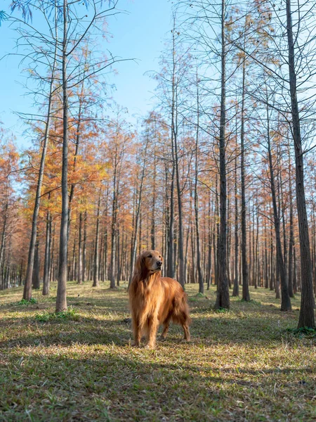 Golden Retriever Brincando Floresta — Fotografia de Stock