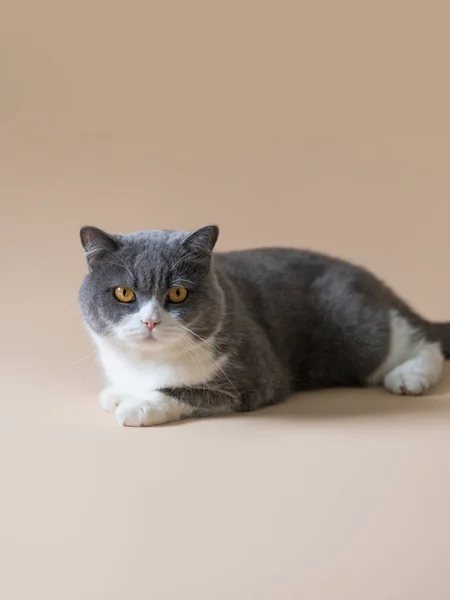 Британская Короткошерстная Кошка Смотрит Камеру — стоковое фото