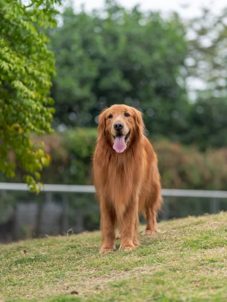 Golden Retriever Estaba Sobre Hierba — Foto de Stock