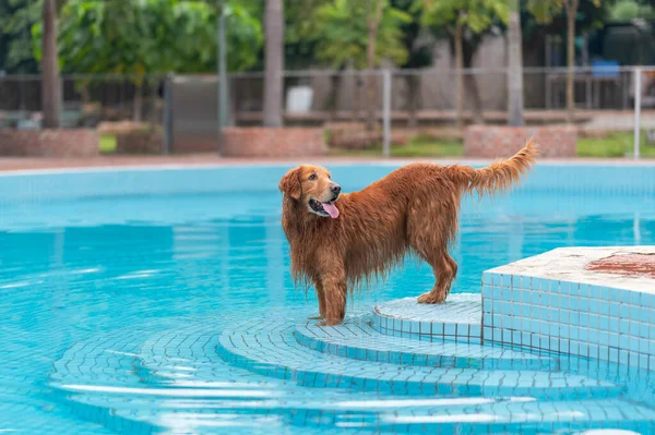 Golden Retriever Yüzme Havuzunda Oynuyor — Stok fotoğraf