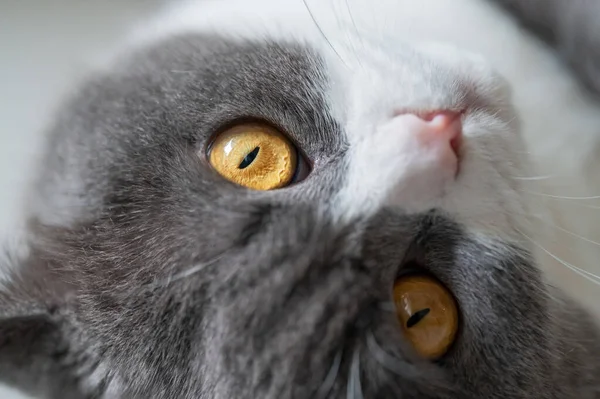 Κλείσιμο Των Ματιών Της Αγγλικής Κοντής Γάτας — Φωτογραφία Αρχείου