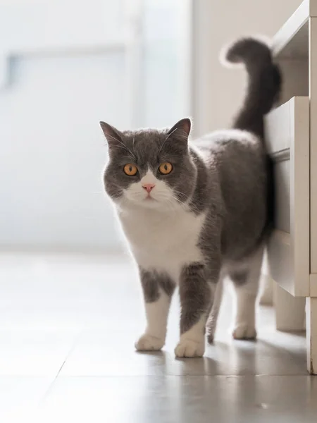 かわいい英国のショートヘア猫 屋内ショット — ストック写真