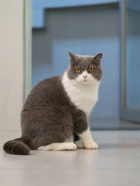 Bonito Britânico Shorthair Gato Tiro Casa — Fotografia de Stock