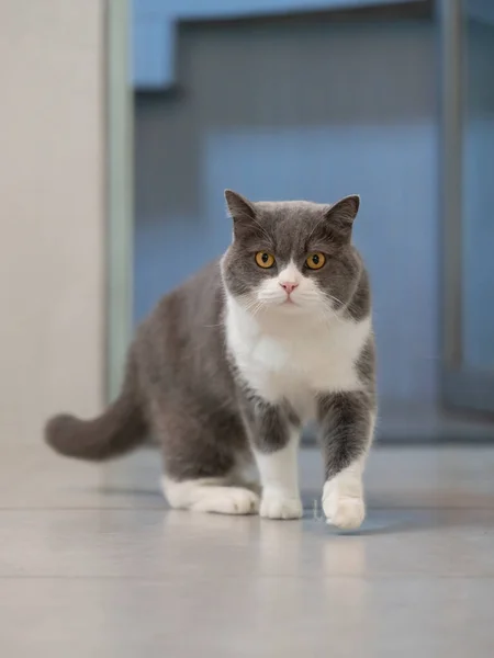 Roztomilý Britský Krátkosrstý Kočka Vnitřní Výstřel — Stock fotografie
