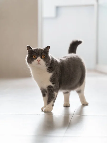 Bonito Britânico Shorthair Gato Tiro Casa — Fotografia de Stock