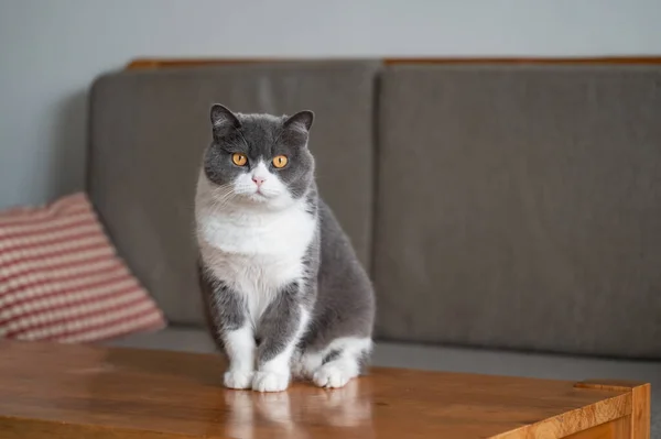 Britânico Gato Shorthair Sentado Sobre Mesa — Fotografia de Stock