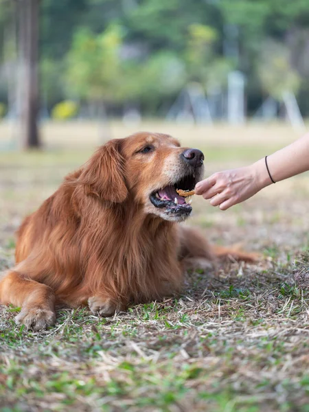 Годування Золотошукача Собаки Їжею Руці — стокове фото