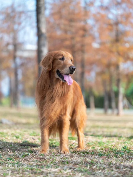 在公园散步的金毛猎犬 — 图库照片