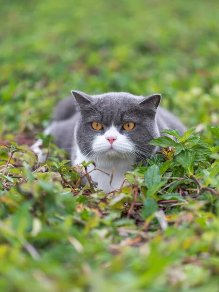 Британський Короткохвостий Кіт Лежить Траві — стокове фото