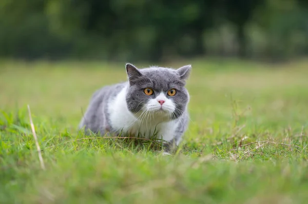Britská Krátkosrstá Kočka Ležící Trávě — Stock fotografie