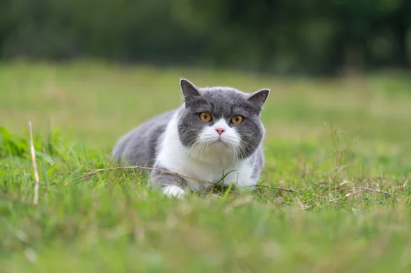 Britská Krátkosrstá Kočka Ležící Trávě — Stock fotografie