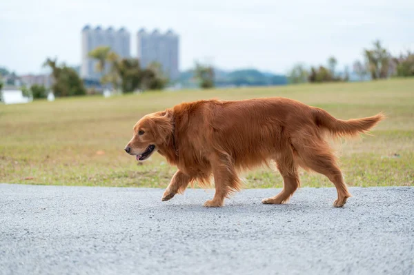 Golden Retriever Parkta Yürüyor — Stok fotoğraf