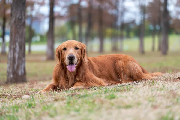 Złoty Pies Myśliwski Leżąc Trawie — Zdjęcie stockowe