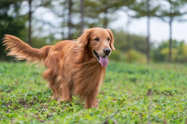 Golden Retriever Περπάτημα Στο Γρασίδι — Φωτογραφία Αρχείου