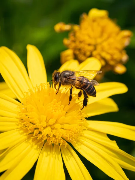 Μέλισσες Κίτρινα Λουλούδια Μακρό Κοντινό Πλάνο — Φωτογραφία Αρχείου