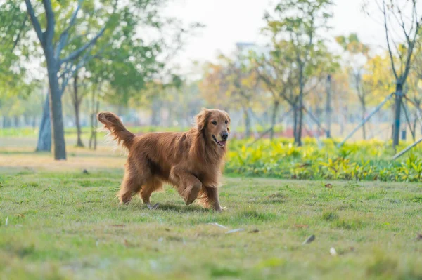 Golden Retriever Está Jogando Gramado Parque — Fotografia de Stock