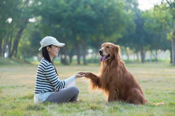 Golden Retriever Hond Vergezelt Zijn Eigenaar Het Parkgras — Stockfoto