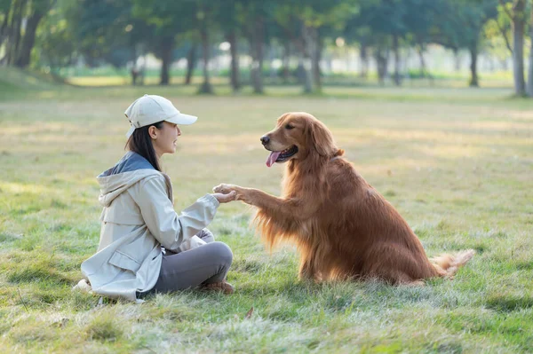 Cão Golden Retriever Acompanha Seu Dono Grama Parque — Fotografia de Stock